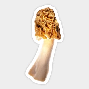 Early morel (Verpa bohemica) Sticker